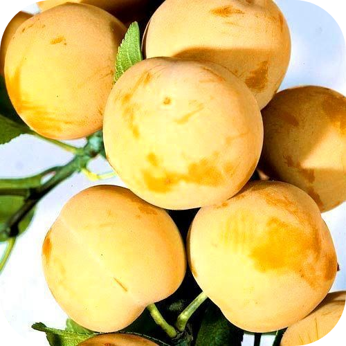Слива "Медовая" Слива "Медовая"