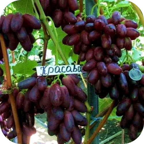 Саженцы Винограда "Красава" > фото, описание Саженцы Винограда "Красава" > фото, описание